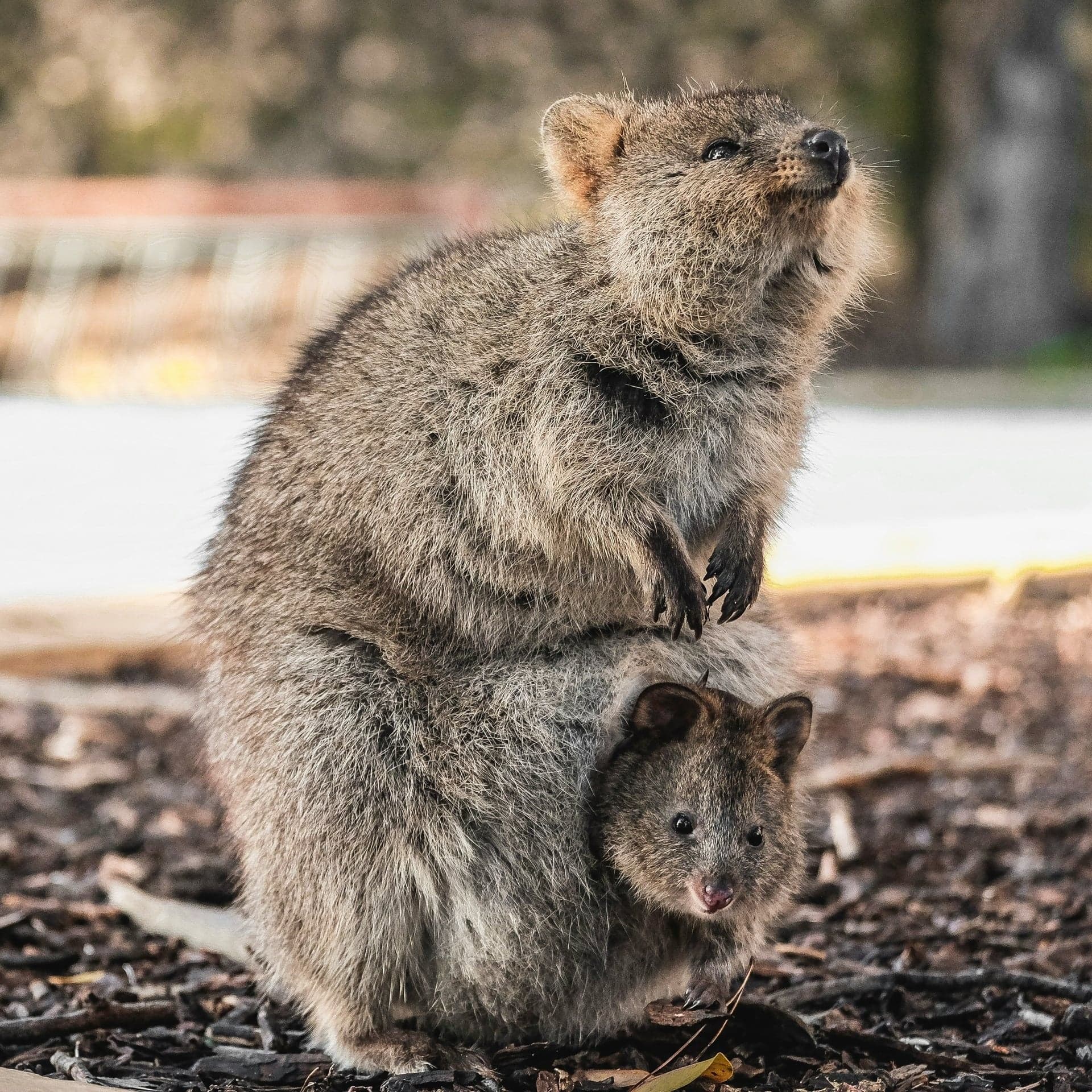 Quokka mit Baby - natürliches Tragen von Geburt an